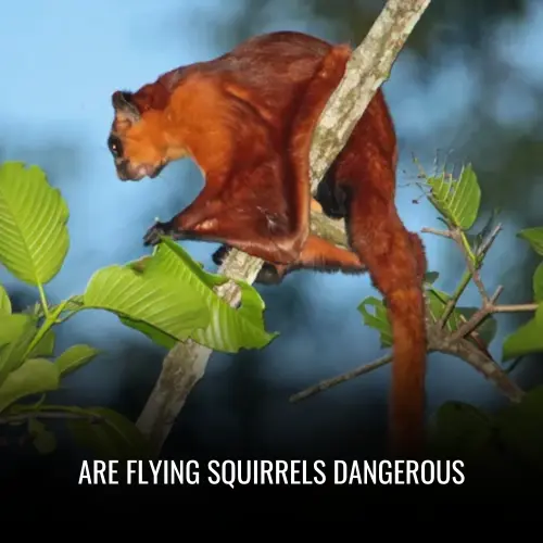 Are Flying Squirrels Dangerous