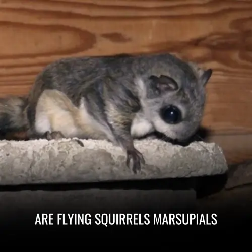 Are Flying Squirrels Marsupials