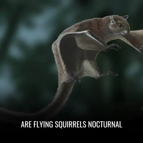 Are Flying Squirrels Nocturnal