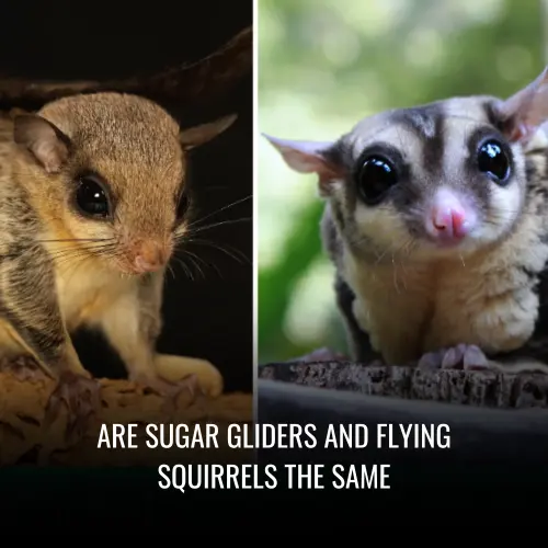 Are Sugar Gliders And Flying Squirrels The Same