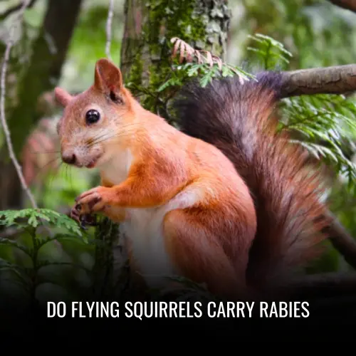 Do Flying Squirrels Carry Rabies