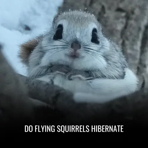 Do Flying Squirrels Hibernate