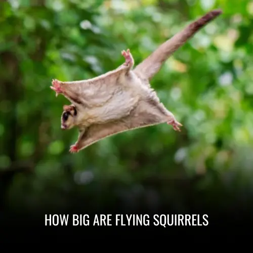 How Big Are Flying Squirrels