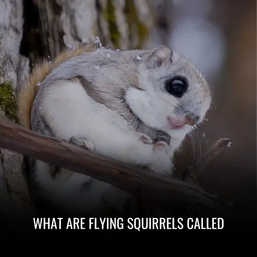 What Are Flying Squirrels Called
