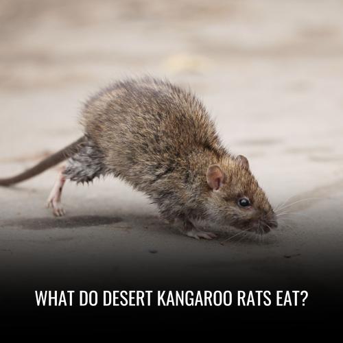 What Do Desert Kangaroo Rats Eat?