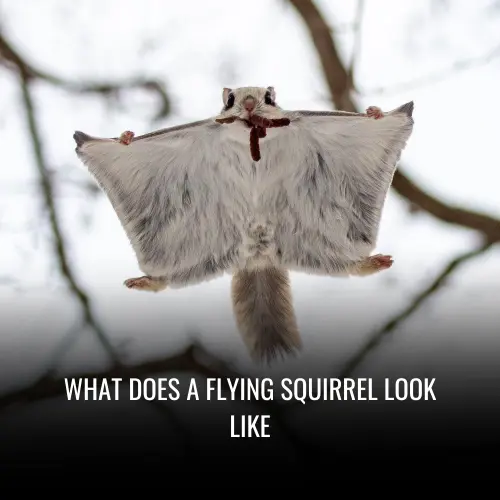 What Does A Flying Squirrel Look Like