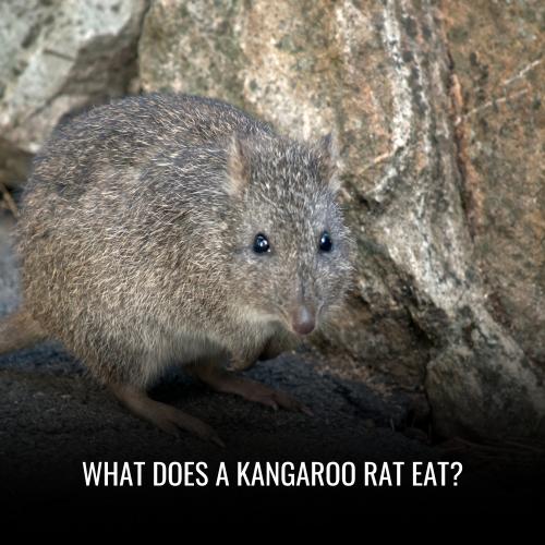 What Does A Kangaroo Rat Eat?