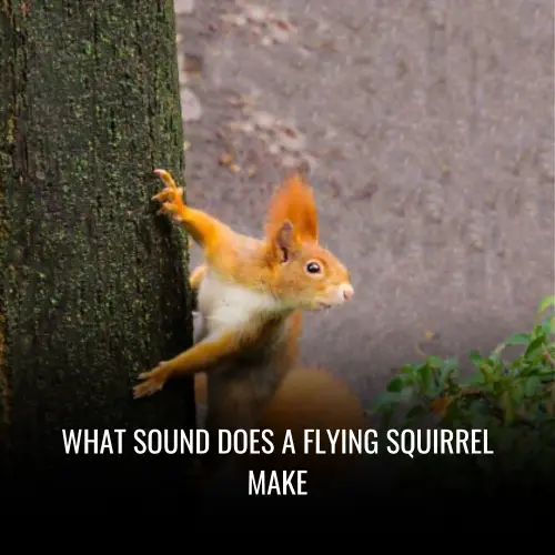 What Sound Does A Flying Squirrel Make