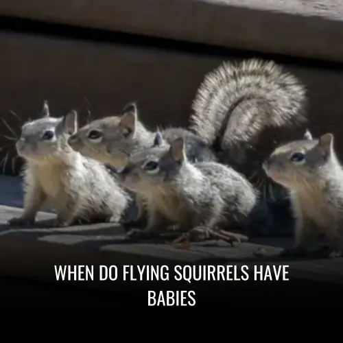 When Do Flying Squirrels Have Babies