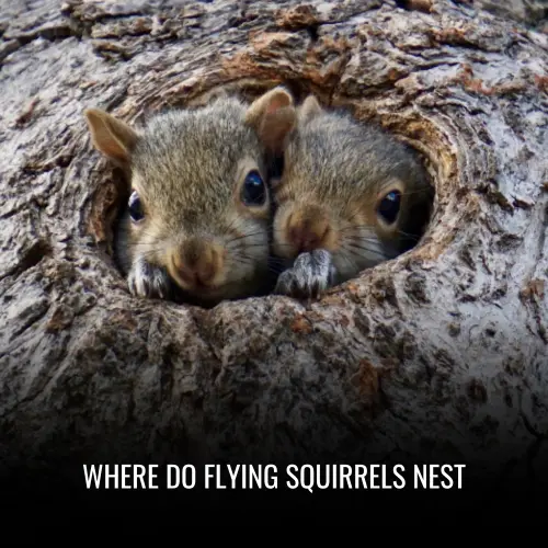 Where Do Flying Squirrels Nest